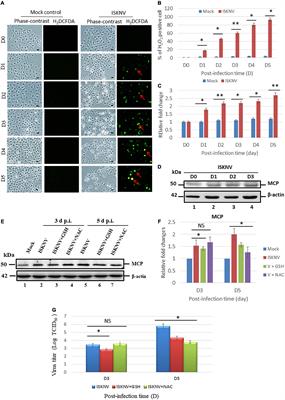 Infectious spleen and kidney necrosis virus induces the reactive oxidative species/Nrf2-mediated oxidative stress response for the regulation of mitochondrion-mediated Bax/Bak cell death signals in GF-1 cells